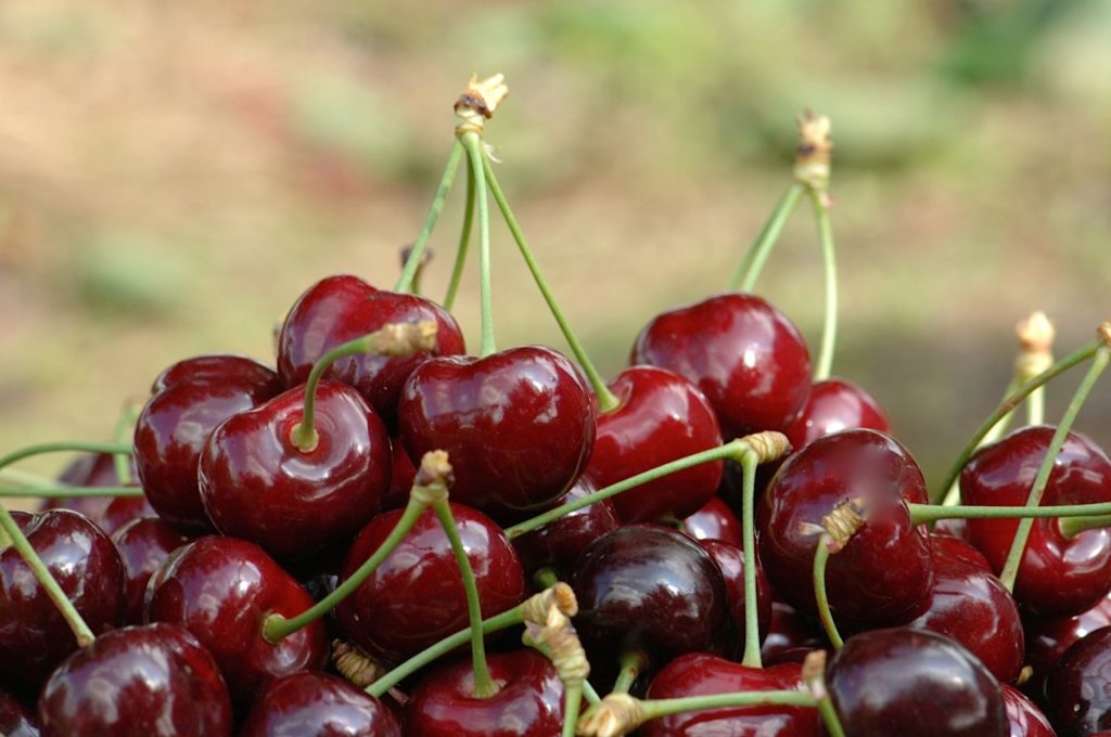 Cerises-Chambe-Agri-Fruits-1